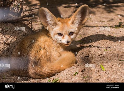 Fennec Fox Or Desert Fox Cute Little Fox Sleeping Curled Stock Photo