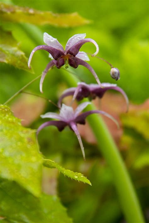 Epimedium Chlorandrum 2 Scott Weber Flickr