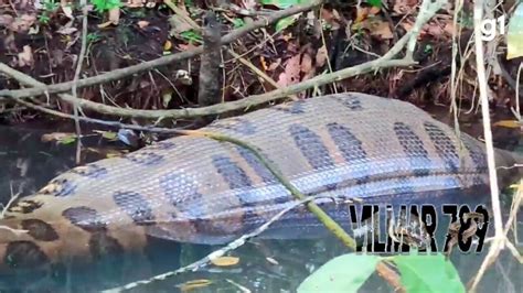 barriga cheia sucuri gigante é flagrada nadando a caminho de