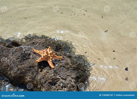 Starfish On The Rock With Clear Sea Water Glittering On A Background