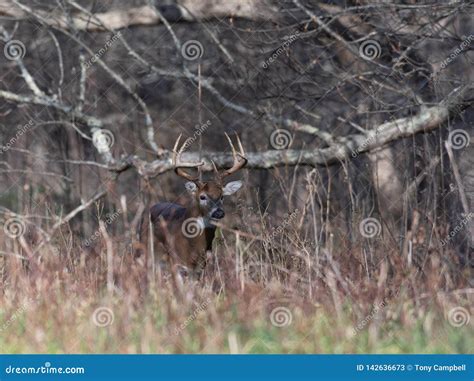 Large White Tailed Deer Buck In The Woods Stock Image Image Of