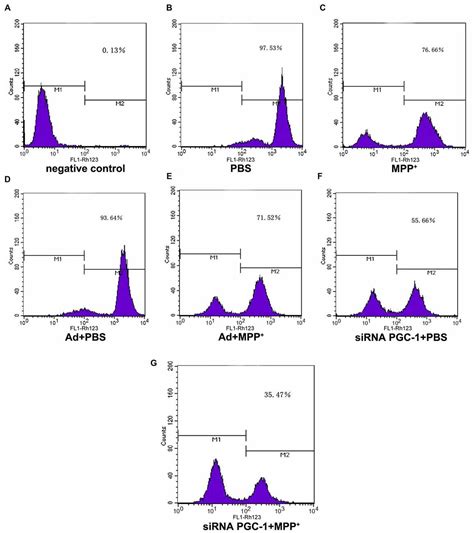 Frontiers Mitochondrial Effects Of Pgc Alpha Silencing In Mpp