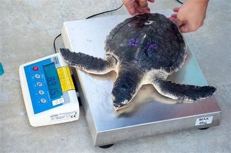 Critically endangered sea turtles returned to the wild | Featured#