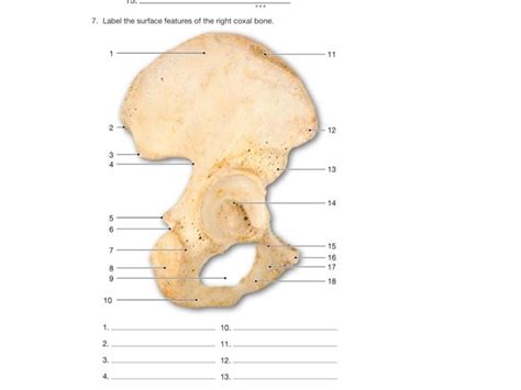 Solved 7 Label The Surface Features Of The Right Coxal