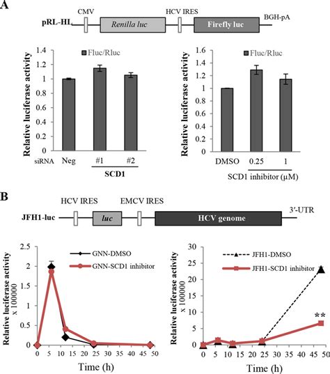 SCD1 Is Involved In The Genome Replication Step In The HCV Life Cycle