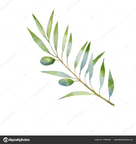 Olive branch watercolor — Stock Photo © Elenavic #170664062