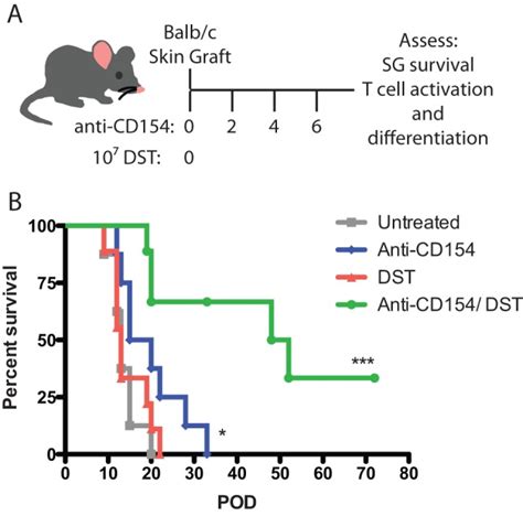 A B6 Ly5 2 Cr Mice Were Transplanted With Balb C Skin Grafts And Were Download Scientific