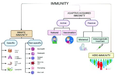 The Types Of Immunity Immunity Refers To The Ability Of The Body To Download Scientific