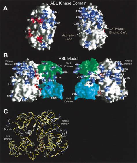 Mechanisms Of Autoinhibition And STI 571 Imatinib Resistance Revealed