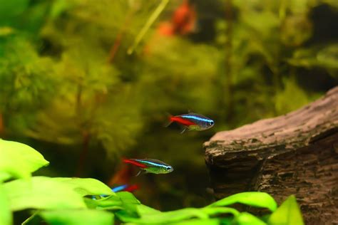 How Many Neon Tetras In A Gallon Tank Complete Information