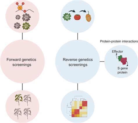 Identification Of Plant Susceptibility S Genes A A Number Of Plant Download Scientific