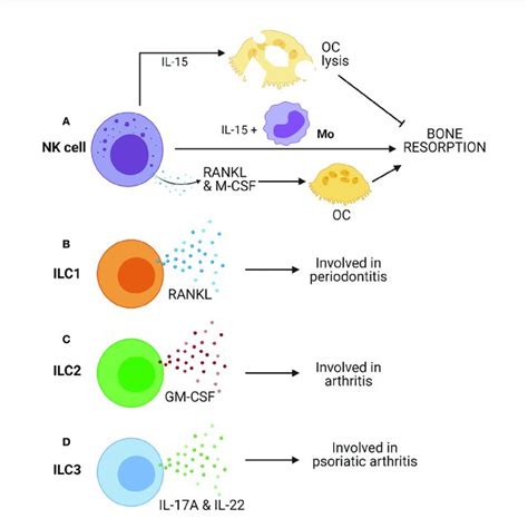 | Innate cells from lymphoid lineages, such as Natural killer (NK)... | Download Scientific Diagram