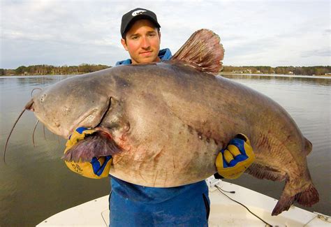 North Carolina blue catfish state record set twice in two days