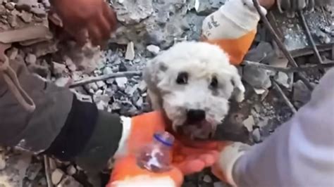 Turchia Il Cane Resta Intrappolato Per Ore Sotto Le Macerie Del