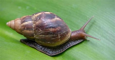 Giant African Snail Behavior - AnimalBehaviorCorner