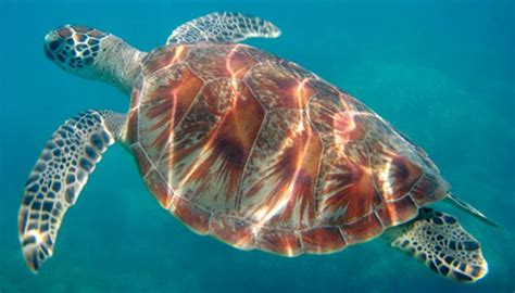 103 best Tortuga Carey images on Pinterest | Sea turtles, Turtles and Amphibians