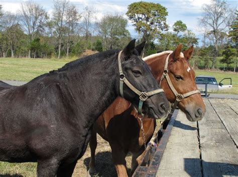 Julie Zickefoose On Blogspot Haflinger Horses