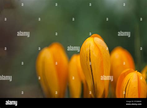 Yellow Crocus Crocus Ancyrensis Some Partially Open Stock Photo Alamy