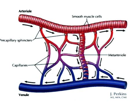 Chapter The Microcirculation And The Lymphatic System Capillary