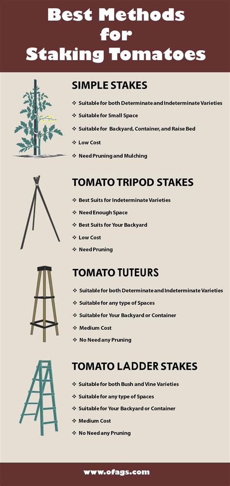 4 Secret Tips of Staking Tomato Plants