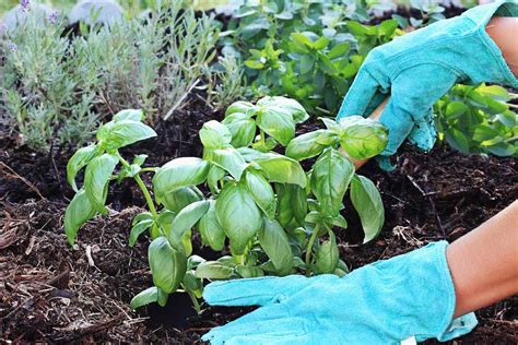 C Mo Cultivar Grandes Plantas De Albahaca A Partir De Semillas