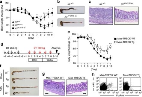 Murine Model Of Dss Induced Acute Colitis Society For Mucosal Immunology