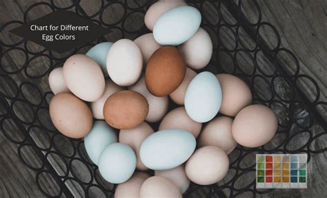 Chicken Egg Color Chart Find Out What Your Breed Lays Sterling Springs Chicken