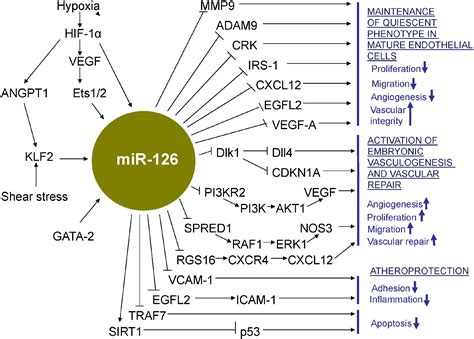 The Role Of Mir 126 In Embryonic Angiogenesis Adult Vascular