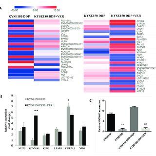 High Throughput Sequencing And Validation Of Differentially Expressed