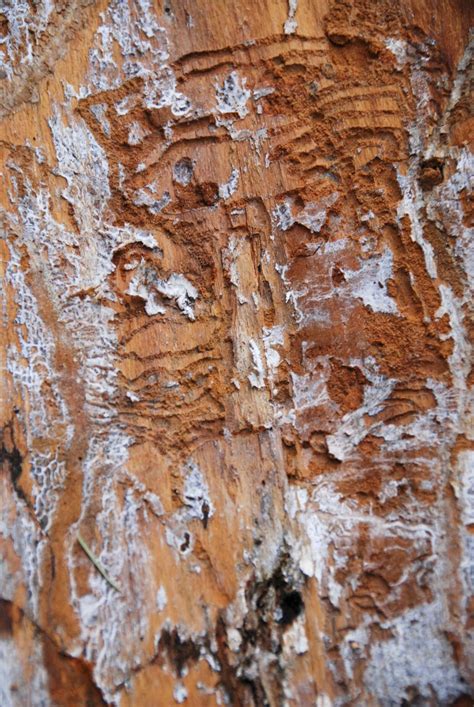 Historical Researchers Explain The Significance Of The Gharkad Tree