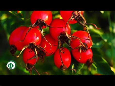 59 Боярышник – оберег семейного счастья - YouTube