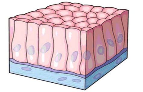 Gambar Jaringan Epitel Pipih Berlapis Banyak - 52+ Koleksi Gambar