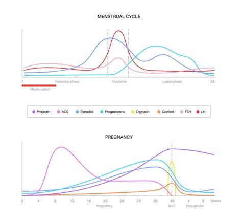 Levels Hormones Pregnancy Hcg Prolactin Cortisol Estradiol Progesterone ...