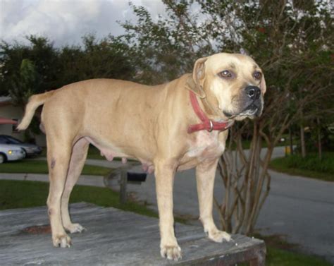 Florida Cracker Cur Labrador Retriever Dogs Animals