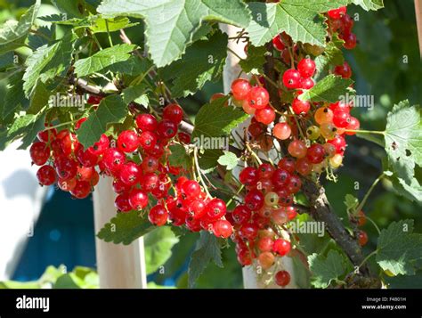 clusters  red currant  bush stock photo alamy