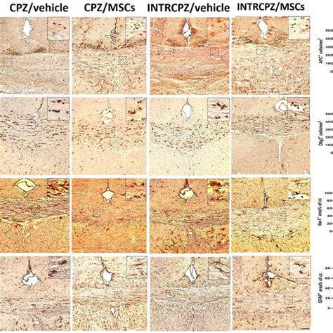 Immunohistochemistry Ihc For Evaluation Of The Impact Of Intranasal