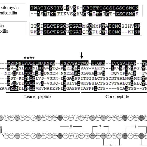 Comparison Of The Amino Acid Sequence Between Subtilomycin And Nisin