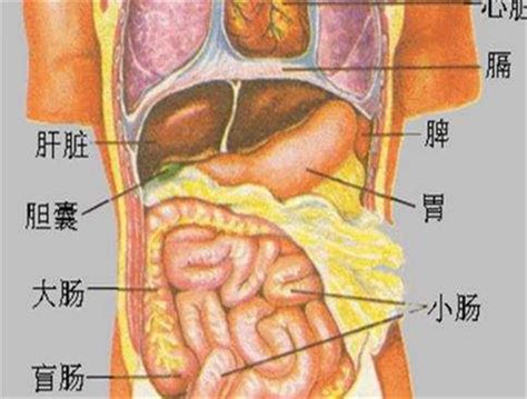 人体五脏六腑位置图有来医生