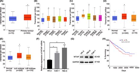 Wtap Is Highly Expressed In Renal Cell Carcinoma Rcc A The Ualcan