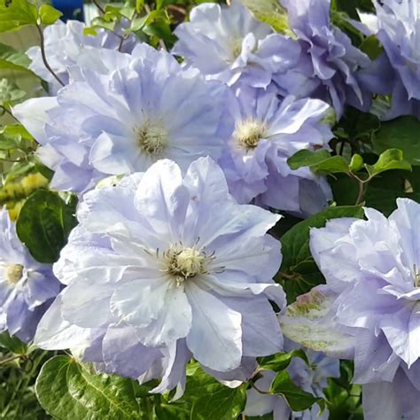 Clematis 'Mazury' | SlovenskeTrvalky.sk