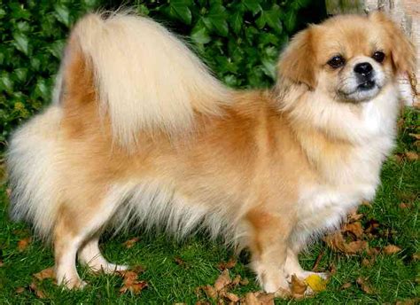 tibetan spaniel health
