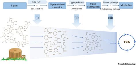 Microbial Lignin Valorization Through Depolymerization To Aromatics