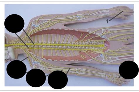 Peripheral Nerve 2 Flashcards Quizlet