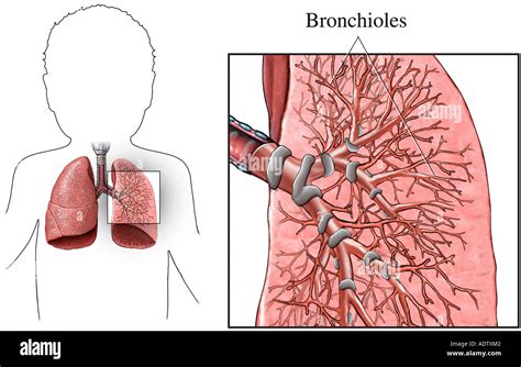 Bronchioles Hi Res Stock Photography And Images Alamy