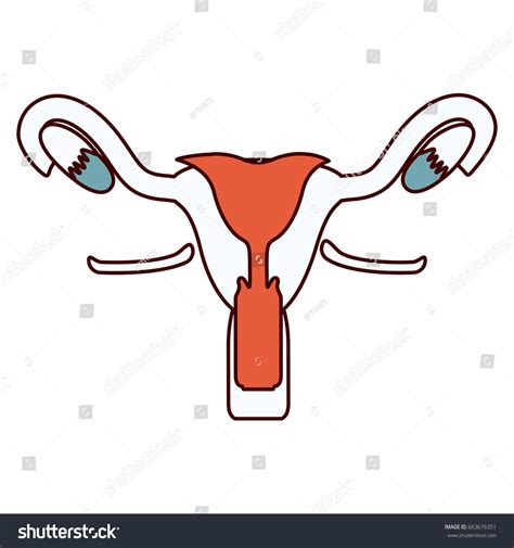 Color Sections Contour Female Reproductive System Vector De Stock