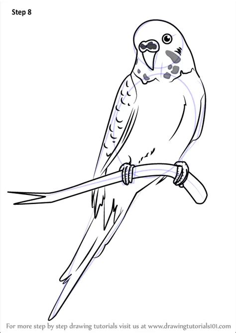 Learn How To Draw A Cartoon Parakeet Birds For Kids Step By Step