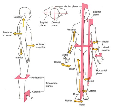 Orientation And Directional Terms Anatomy Diagram Quizlet