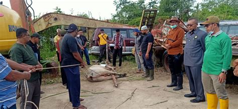 Idul Adha 2021 Dinas PUPR Rohil Potong 5 Sapi Dan 3 Ekor Kambing