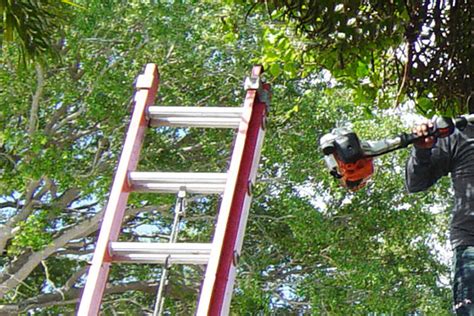 Florida Laws On Neighbors Trees Affordable Tree Service Inc