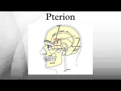 Pterion - YouTube